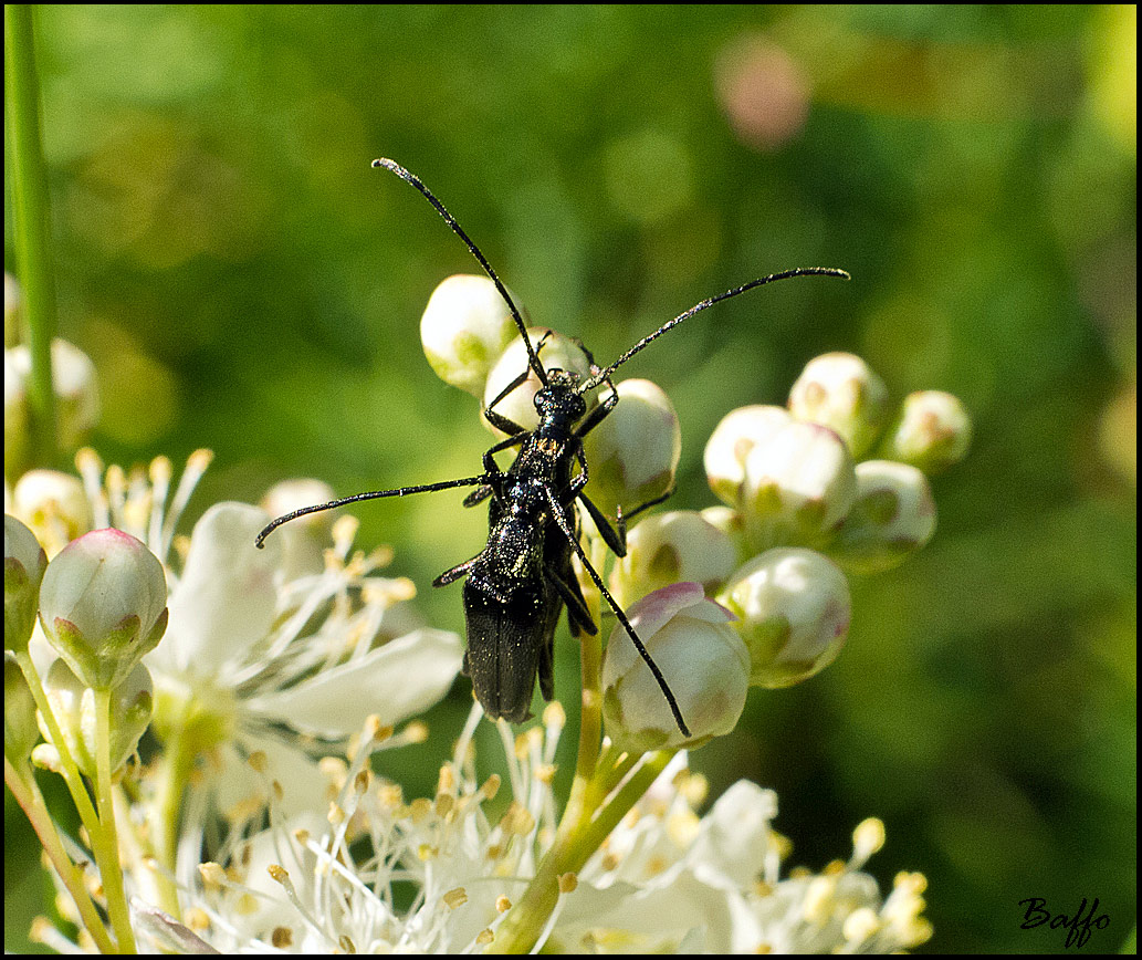 Stenopterus Ater ? No. Stenurella nigra